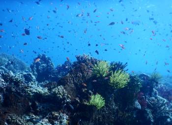The Maratua reef sparkles with fish
