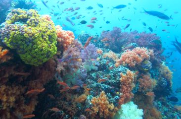 So many soft corals and fish, Stumpy Rock, Triton Bay