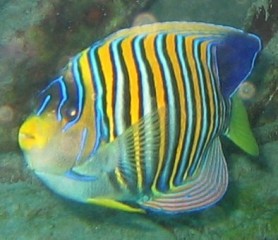 The Regal Angelfish is a favorite for divers and snorkelers.
