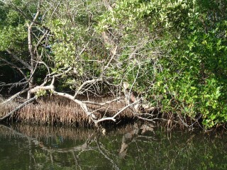 Mangroves in La Restinga Lagoon