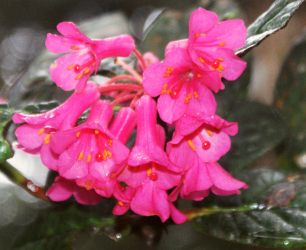 Rhododendron rugosum on Mt Kinabalu