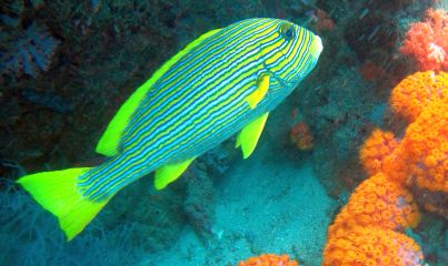 A large Ribbon Sweetlips cruises by soft corals, Christmas Rock