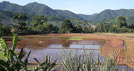 Picturesque rice fields in Phongsaly province