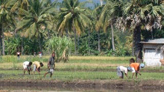 Planting new rice seedlings in the hills above Lewoleba, Lomblem Is