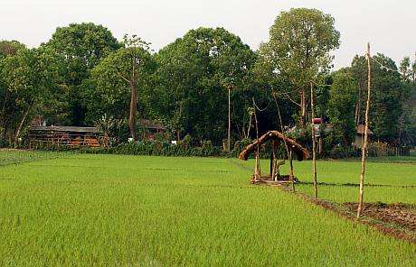 Rice paddy, Sauhara, Nepal