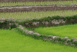 Early settlers from Indonesia introduced rice cultivation to Madagascar