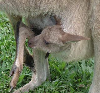 A very large joey peeks out from mom's pouch.