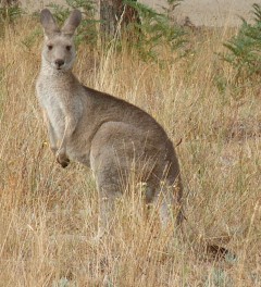 A female Eastern Grey about to hop.