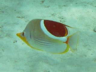 Saddled ButterflyFish