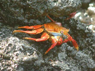 A colorful Sally Lightfoot crab clings to the volcanic rocks