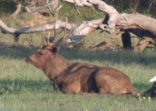 A Sambar deer stag