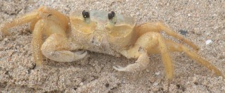 Sand Crab