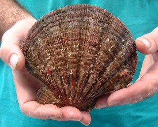 Large Scallop found in Laguna Grande