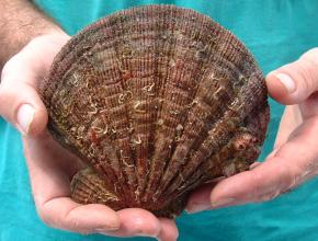 The giant scallop we found in Laguna Grande