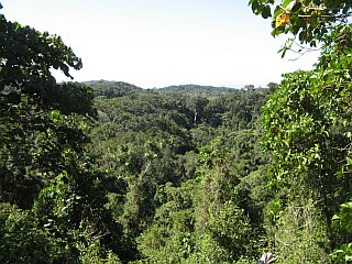 Mont D'Ambre jungle