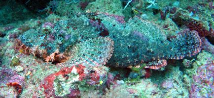 A Scorpionfish blends perfectly against the reef, Triton Bay
