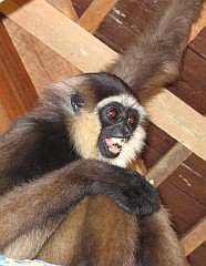A gibbon screaming its displeasure in the shelter