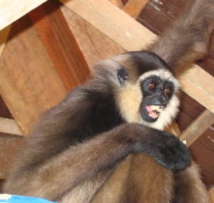 Long-armed Gibbons are very fast thru trees