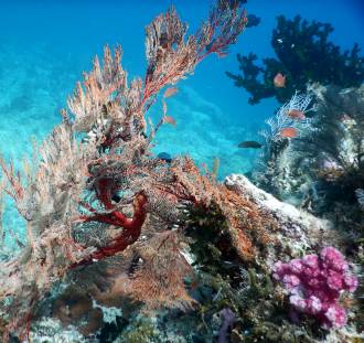 Beautiful sea fan like a bonsai tree