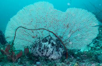 Seafan, whip coral and crionoid at Urai