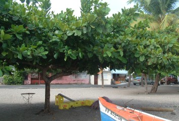 The Sea Grape tree