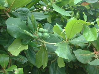 Close-up of sea grape