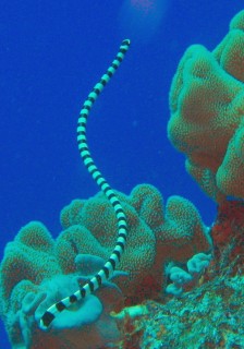 A banded Sea Snake displaying its flattened tail which helps it swim.