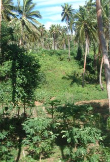 Sakay's plantation of fruits and vegetables covers whole hillsides.