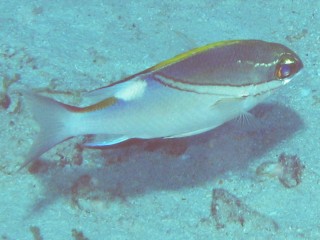 Shot at an angle against the bottom, this fish shows up clearly against the sand and its shadow