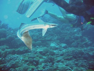 Persistent sharksuckers try to latch onto divers.