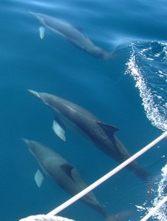 ShortBeaked Common dolphins off Ocelot's bow