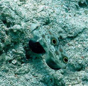 Signal Goby with twin spots and dark fins. Triton Bay