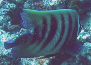 TheSix-Banded Angelfish foraging
