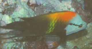 The slingjaw wrasse