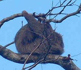 Two-toed sloth in Panama