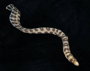 A snowflake eel visits Ocelot on Christmas Eve