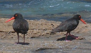 Sooty Oystercatchers, endemic to Australia