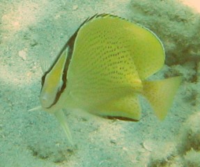 Face-to-face with a speckled (millet seed) butterflyfish.