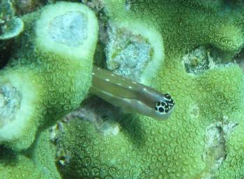 Spoke eye blenny in coral, Wayag, Raja Ampat