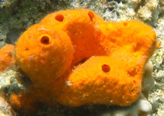 A bright orange sponge in Indonesia