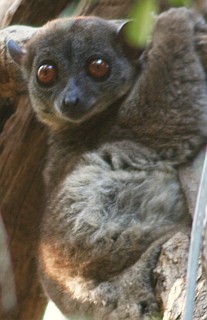 Ankarana Sportive Lemur, in typical upright position