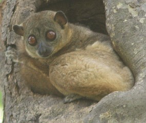 Northern Sportive Lemur in its tree home