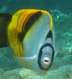 Face-on view of the loverly Spot-Nape Butterflyfish