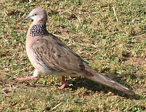 Spotted Dove, Bali