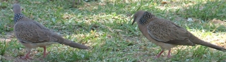 A male Spotted Dove (right) pursues a female