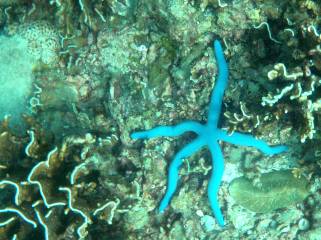 A blue starfish amongst the corals in Ko Racha