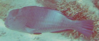 Steephead Parrotfish