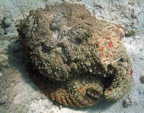 A deadly Reef Stonefish stares upwards at the photographer