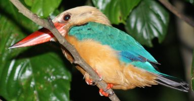 Stork-billed Kingfisher Pelargopsis capensis