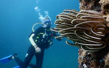 Sue dives White Rock with bright crinoids